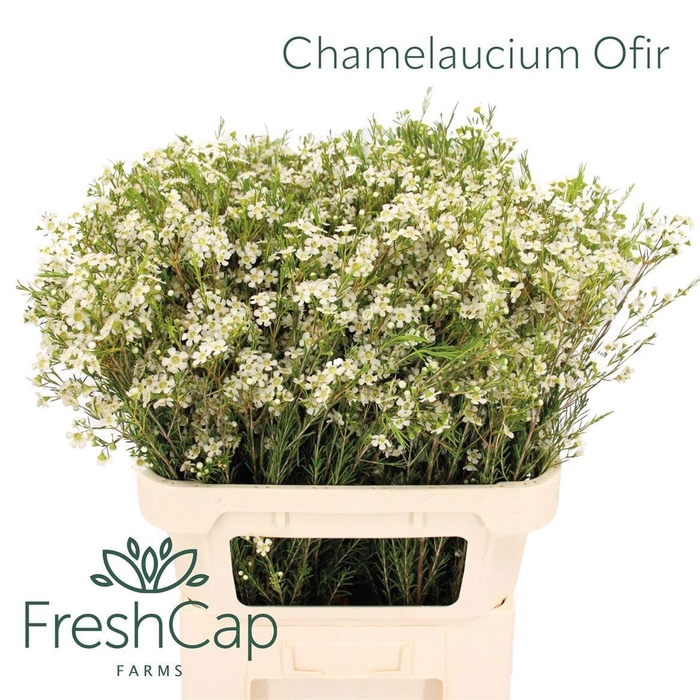 <h4>CHAME UN OFIR</h4>