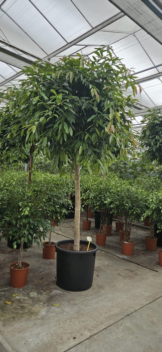 <h4>Ficus Amstel King</h4>