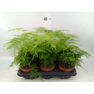 Asparagus setaceus