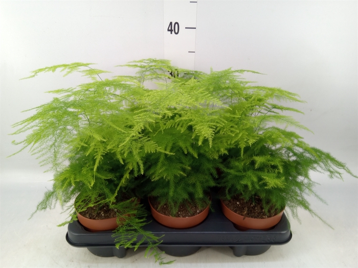 <h4>Asparagus setaceus</h4>