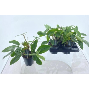 Philodendron 15Ø 40cm