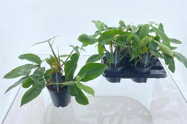 Philodendron 15Ø 40cm