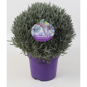 Lavandula intermedia Phenomenal