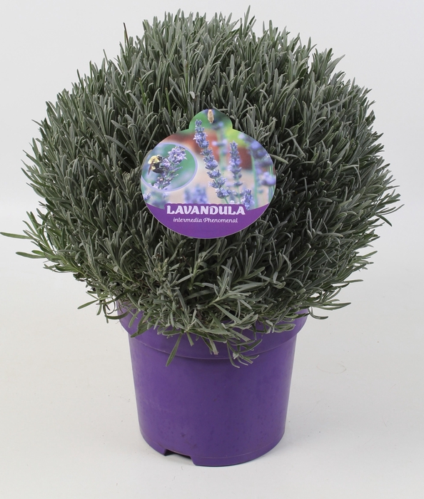 <h4>Lavandula intermedia Phenomenal</h4>