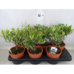 Olea europaea