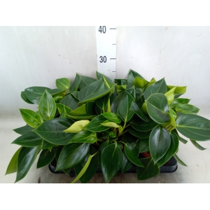 Peperomia