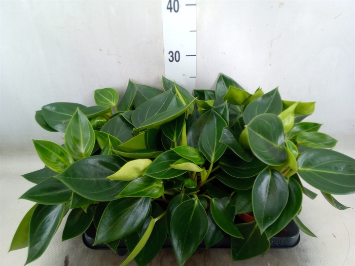 <h4>Peperomia</h4>