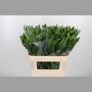 Alstroemeria White Swan 90 Gram