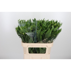 Alstroemeria White Swan 90 Gram