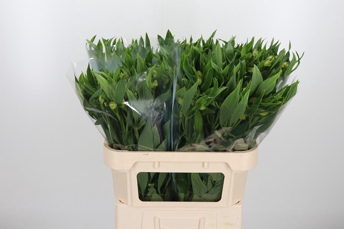 <h4>Alstroemeria White Swan 90 Gram</h4>