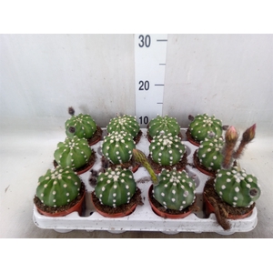 Echinopsis oxygona