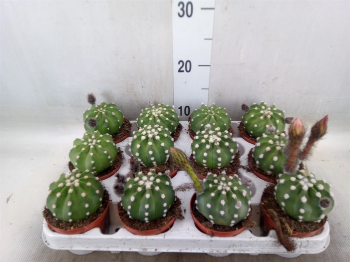 <h4>Echinopsis oxygona</h4>