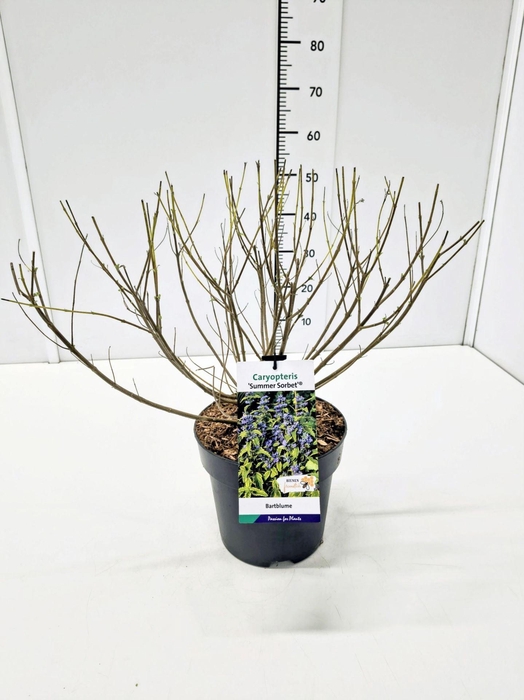 Caryopteris x clandonensis