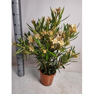 NERI OLEANDER