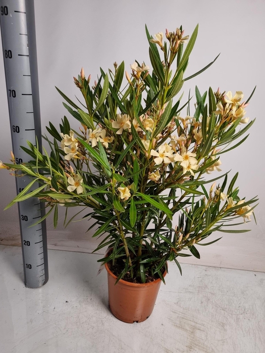 <h4>NERI OLEANDER</h4>