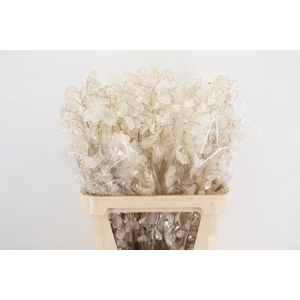 DF Lunaria Silverleaf per stem 80cm