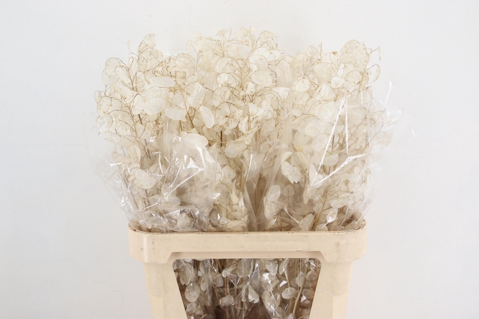 <h4>DF Lunaria Silverleaf per stem 80cm</h4>