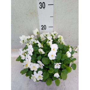 Viola corn. 'Endurio White'
