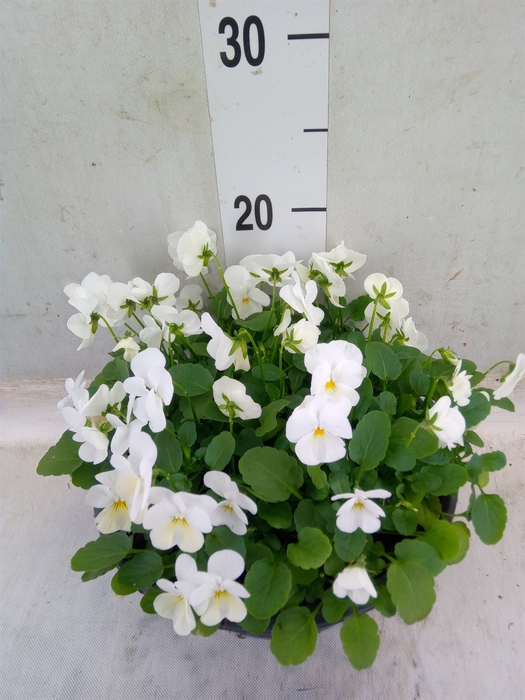 <h4>Viola corn. 'Endurio White'</h4>