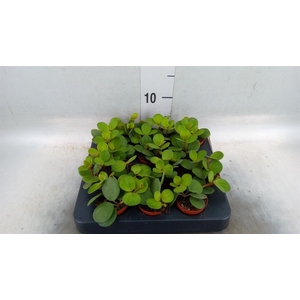 Peperomia tetraphylla 'Hope'