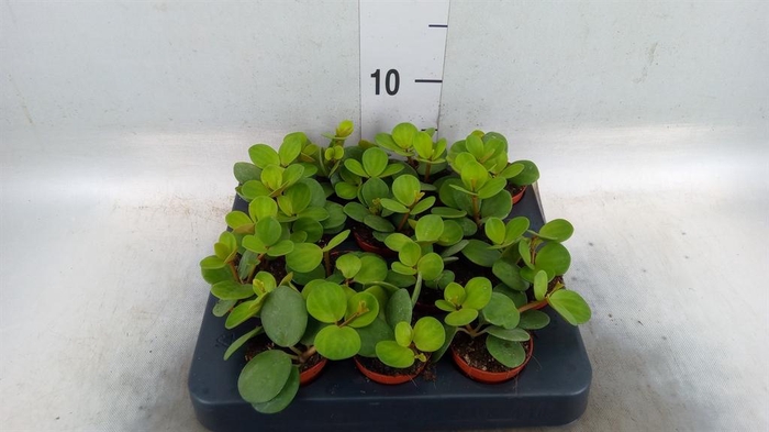 <h4>Peperomia tetraphylla 'Hope'</h4>
