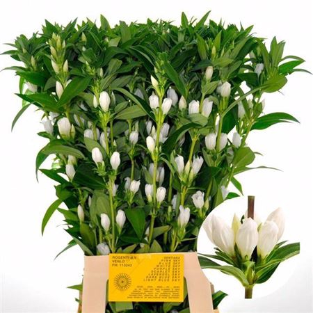<h4>Gentiana White Sky</h4>
