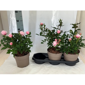 ROSA OV