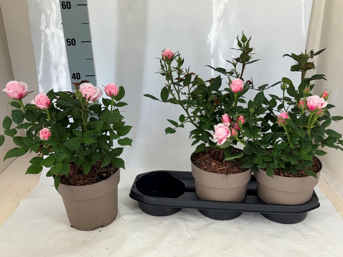 <h4>ROSA OV</h4>