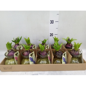 Planten  ..in schaal L%