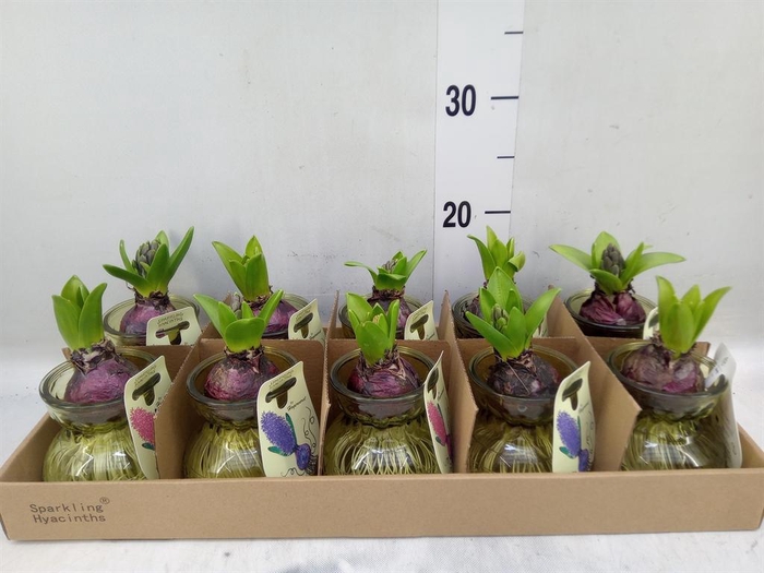 <h4>Planten ..in schaal L%</h4>