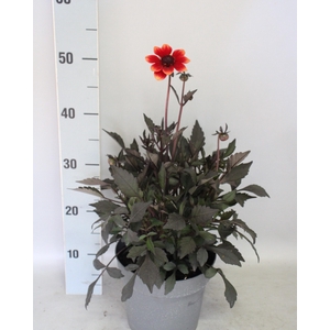 Dahlia 19 cm Donkerblad Orange red