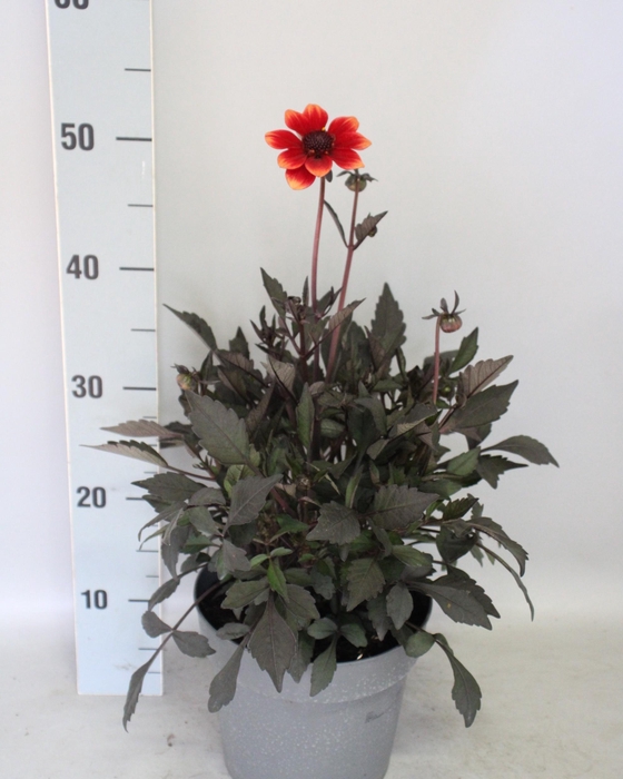 <h4>Dahlia 19 cm Donkerblad Orange red</h4>