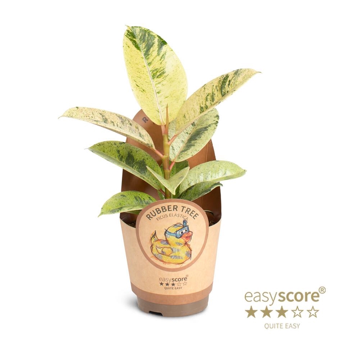 <h4>FICUS ELASTICA p11 Shivereana</h4>