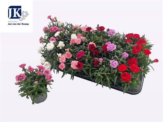 <h4>DIAN GEMENGD</h4>