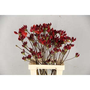 Rhodo. Rood