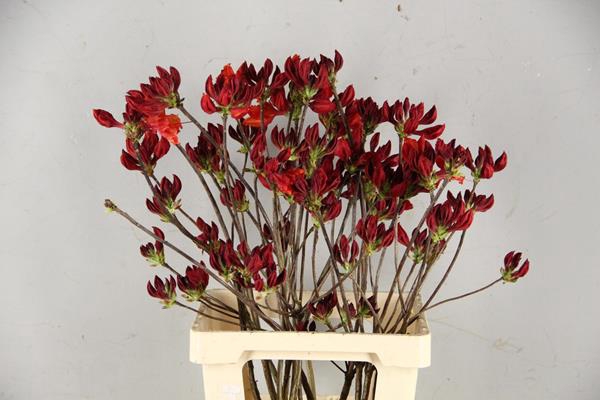 <h4>Rhodo. Rood</h4>
