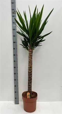 Yucca