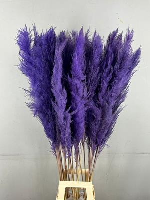 <h4>Df Pampas 130cm Milka</h4>