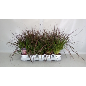 Pennisetum advena 'Rubrum'