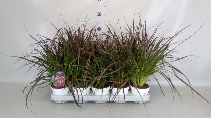 <h4>Pennisetum advena 'Rubrum'</h4>