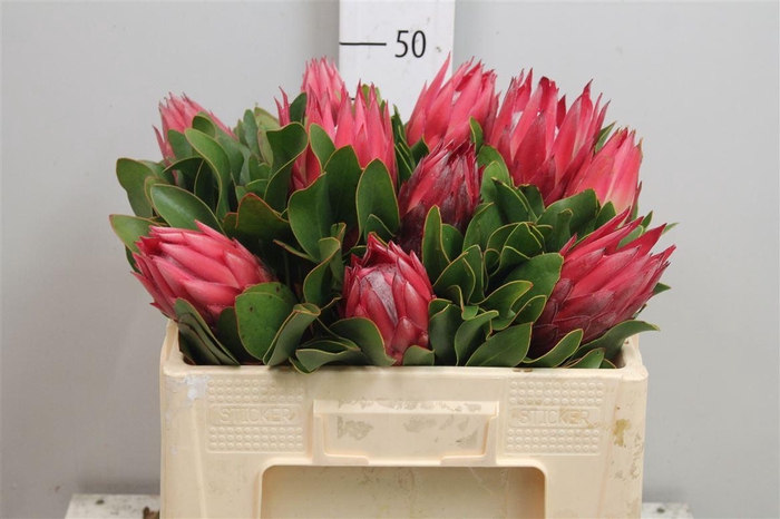 <h4>Protea Cynaroides Madiba</h4>