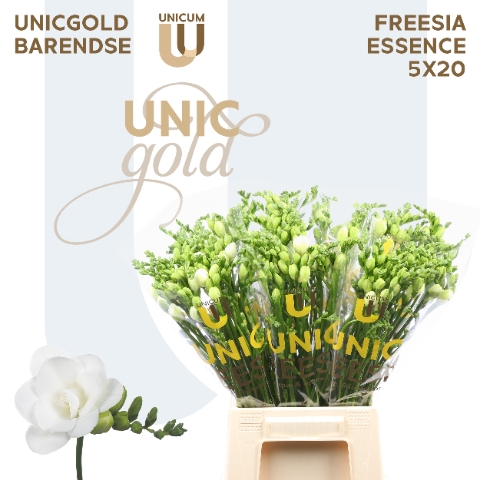 <h4>UG Barendse - Essence 5x20</h4>