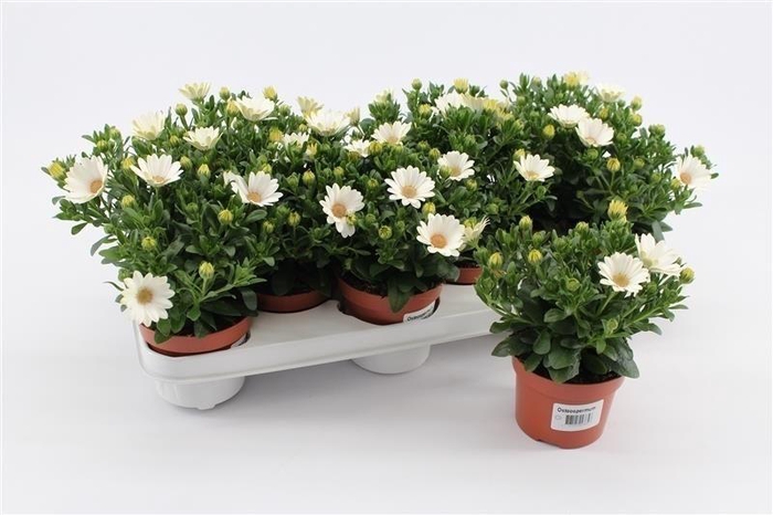 <h4>Osteospermum Creme</h4>