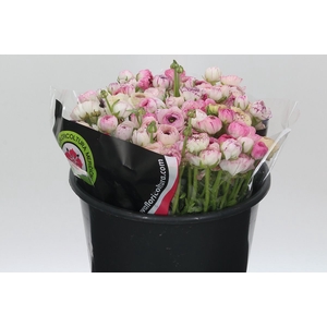 Ranunculus Elegance Cappucino Pink