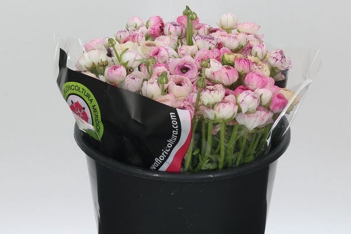 <h4>Ranunculus Elegance Cappucino Pink</h4>