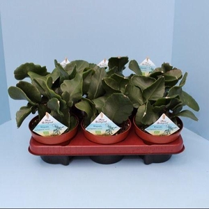 Bio Rhipsalis pachypetera 600-RHIP13