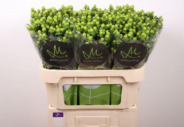 <h4>Hyp Sisu Charm</h4>