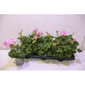 Pel Zon Tosc Sil Lin