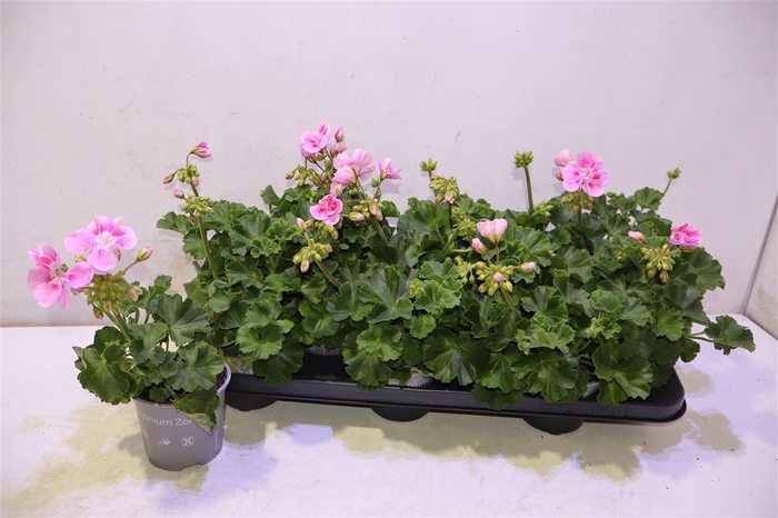 <h4>Pel Zon Tosc Sil Lin</h4>