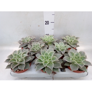 Echeveria   ...